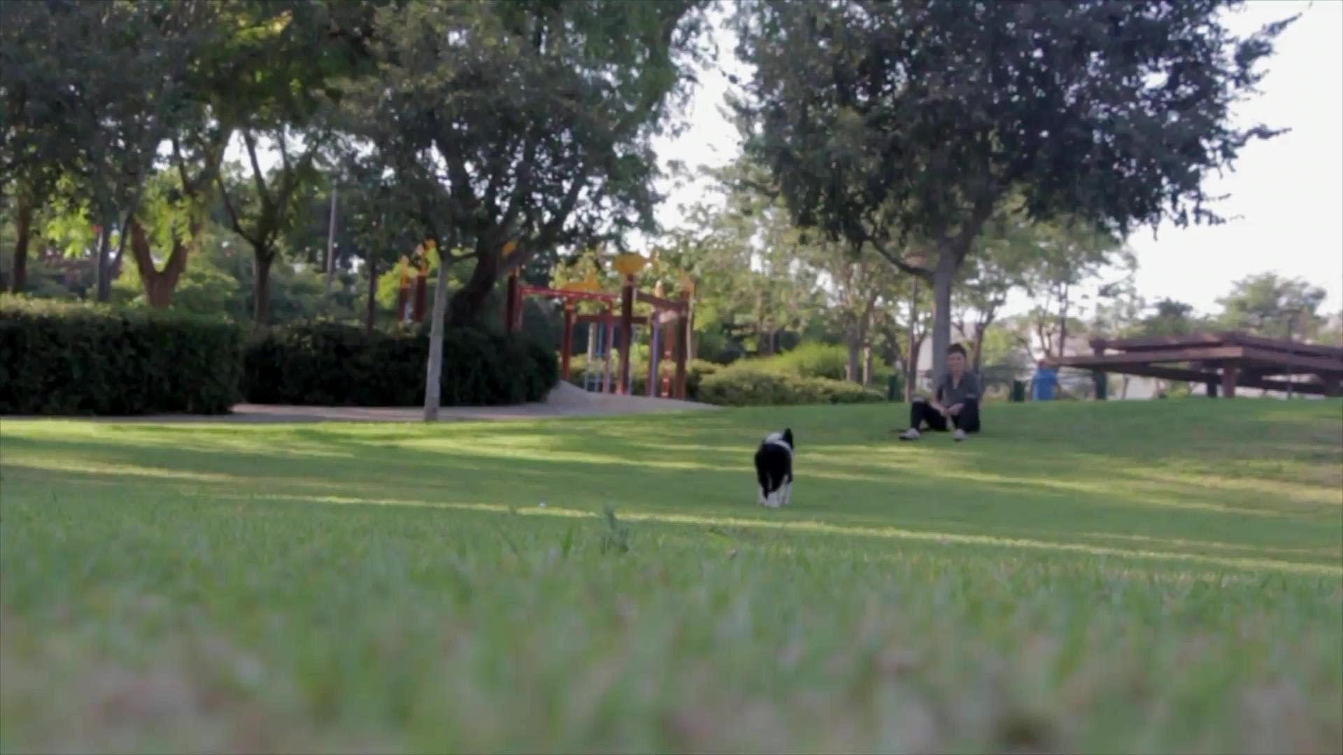 Here Boy PetGuards Clinic here-boy-petguards-clinic